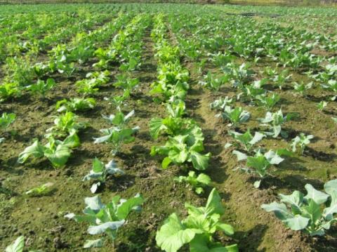 FLD on IPM in cabbage